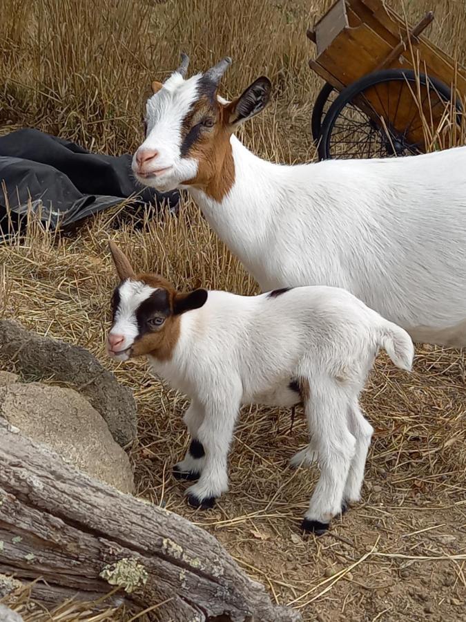 Le Domaine De La Petite Chevre Villa Ploumagoar Kültér fotó